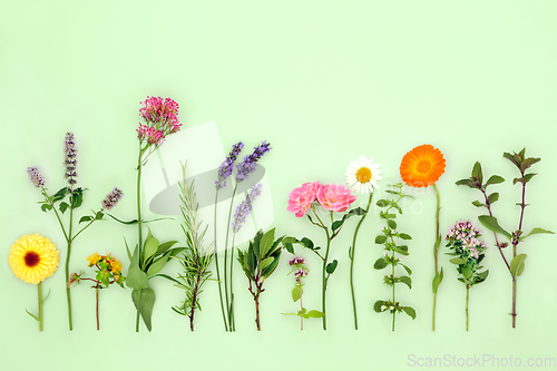 Image of Organic Herbs and Edible Flowers for Herbal Plant Remedies