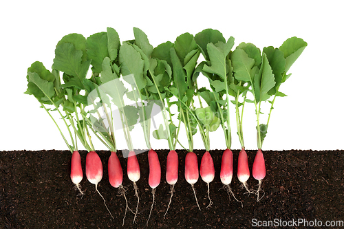 Image of Organic Radish Growing in Earth