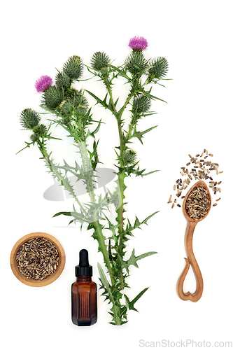 Image of Milk Thistle Natural Herb for Herbal Plant Medicine 