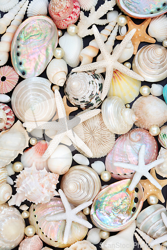 Image of Sea Shell Starfish and Oyster Pearl Background  