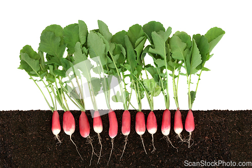 Image of Organic Radish Growing in Earth