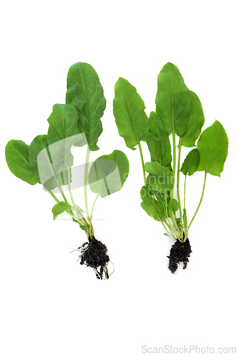 Image of Spinach Plants with Earth Root Balls