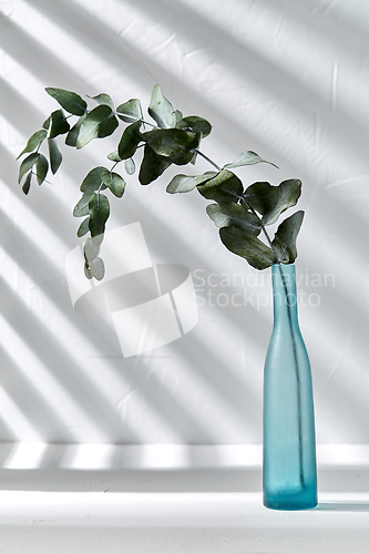 Image of eucalyptus branch in glass vase on white table