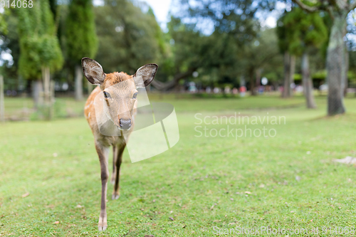 Image of Lovely Deer at nara park