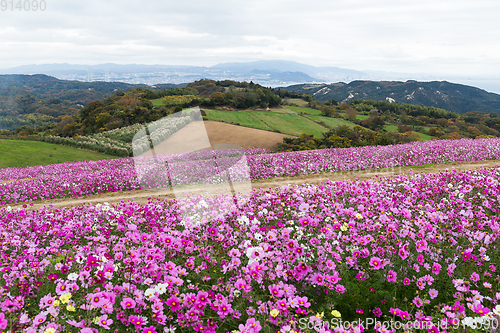Image of Cosmos flower field
