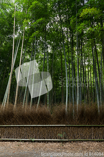 Image of Green Bamboo in Kyoto city