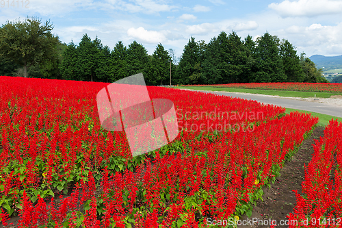 Image of Red Salvia field