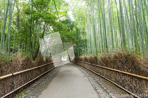 Image of Bamboo Forest in Japan, Arashiyama, Kyoto