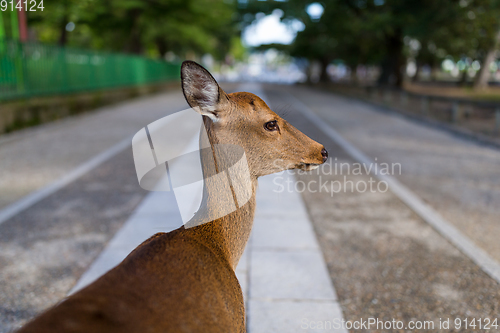 Image of Cute Wild deer in Nara park