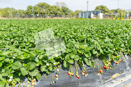 Image of Strawberry field