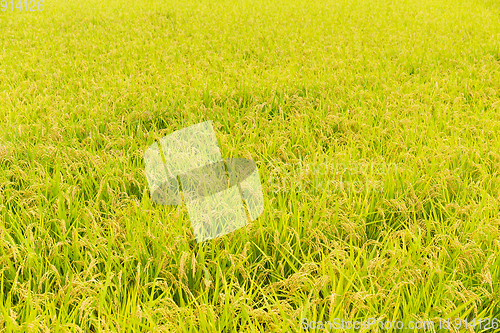 Image of Rice meadow