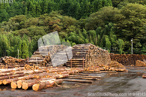 Image of Pine timber stacked at lumber yard