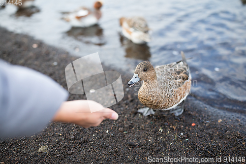 Image of Feeding duck