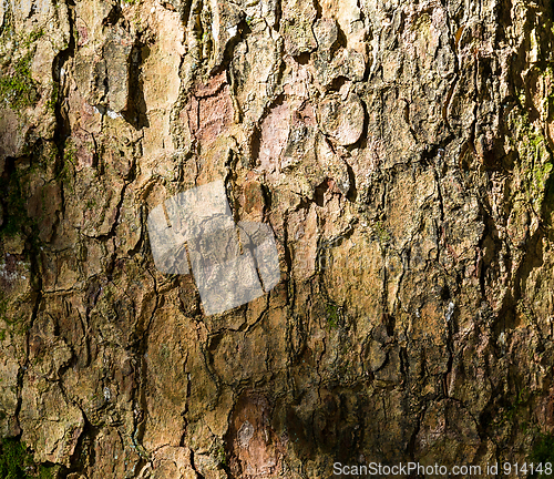 Image of Tree bark texture under sunlight