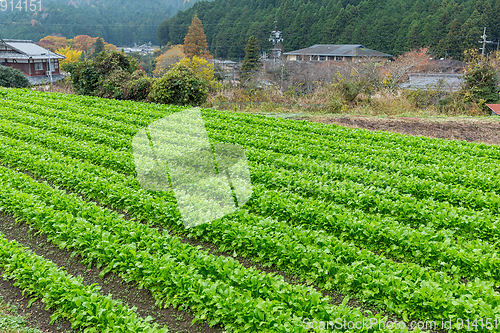 Image of Lettuce field