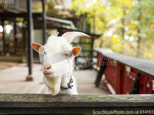 Image of Little sheep in farm