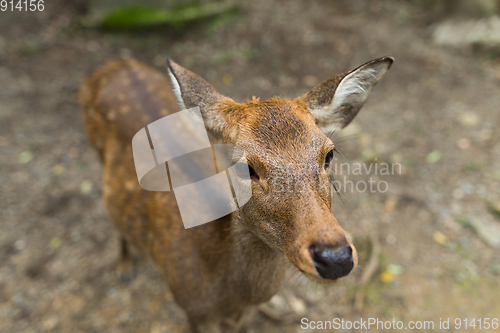 Image of Adorable deer
