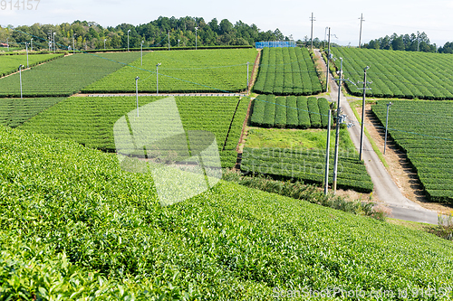 Image of Green tea plant farm