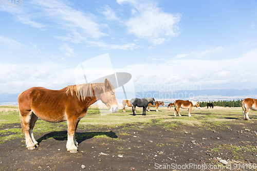 Image of Horses in the field