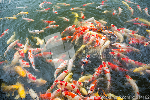 Image of Colorful fancy carp fish, koi fish