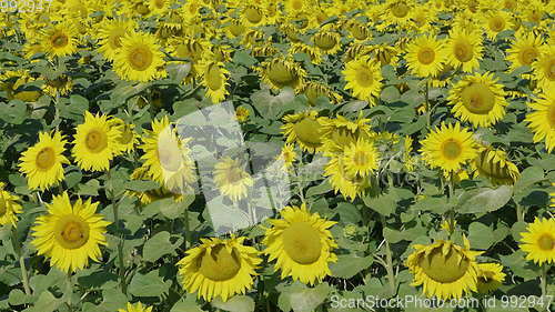 Image of Field of flowering sunflowers with bees collecting honey