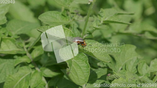 Image of Colorado beetle eats a potato leaves young