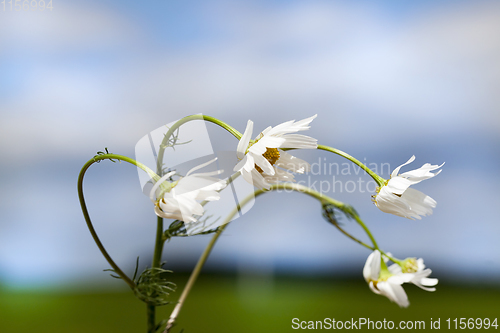 Image of bent camomile flowers