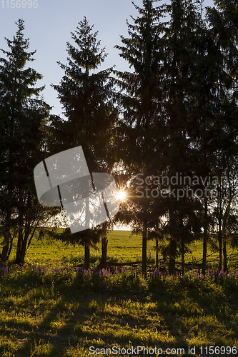 Image of spruce growing together