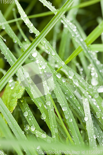 Image of green grass