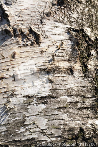 Image of black and white bark