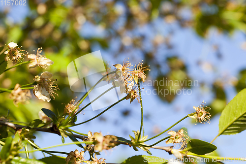 Image of faded cherry blossoms