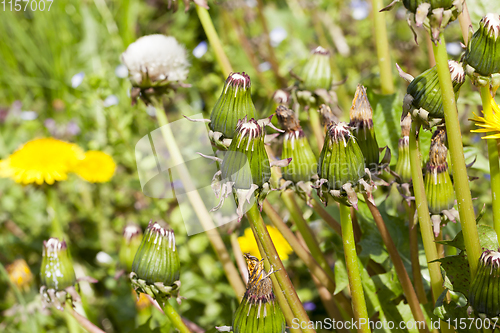 Image of spring flowers, dandelions