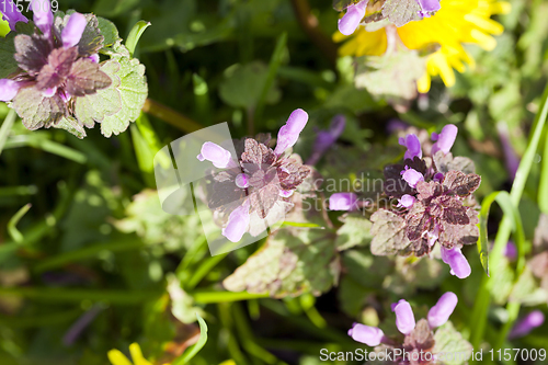 Image of spring flowers