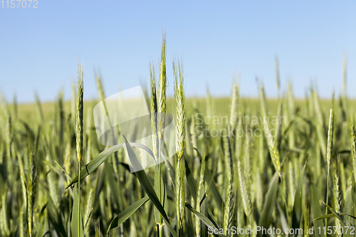 Image of Agricultural field on which grow immature cereals, wheat