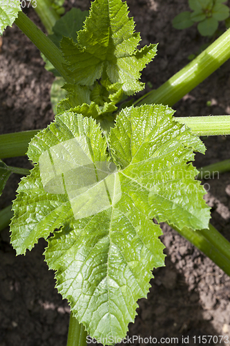 Image of large green leaf