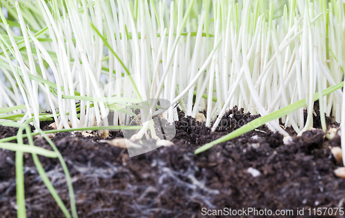 Image of cut young green wheat