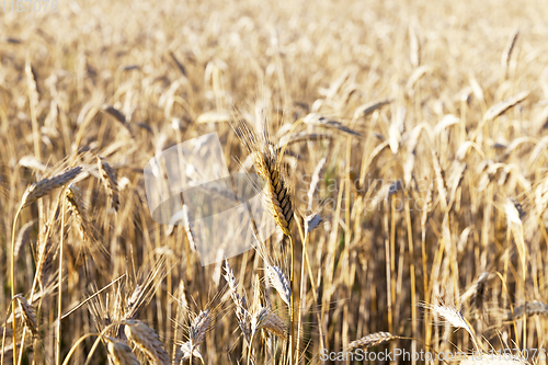Image of rye of golden color