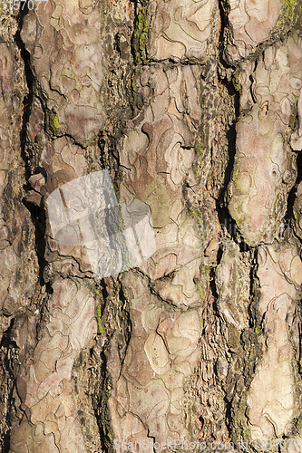 Image of old pine bark