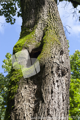 Image of tree trunk