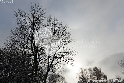 Image of bare deciduous trees