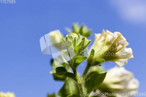 Image of petunia flower