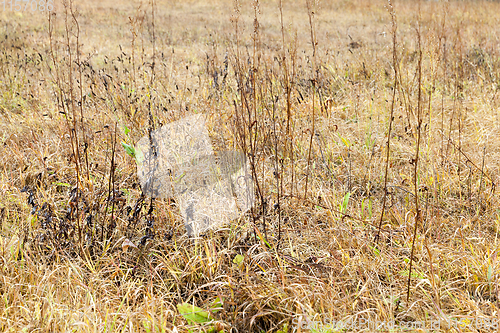 Image of yellowed autumn