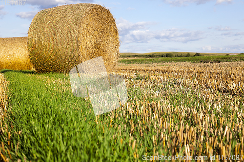 Image of stacks of straw