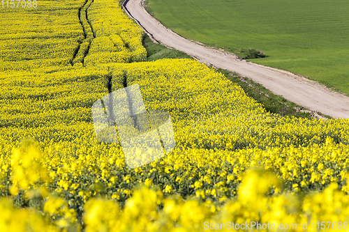 Image of yellow flowering rape