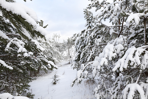 Image of pine under snow