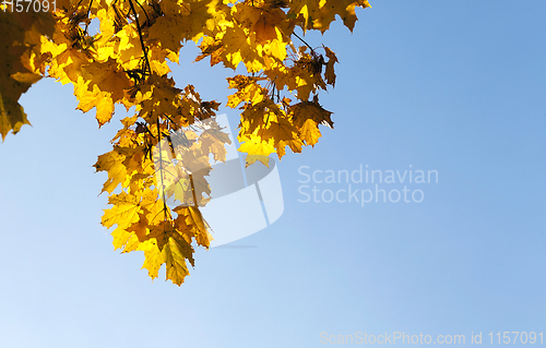 Image of yellowed maple trees in autumn