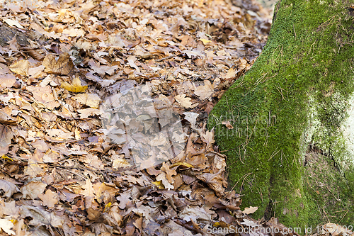 Image of tree moss autumn