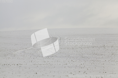 Image of Snow drifts in winter