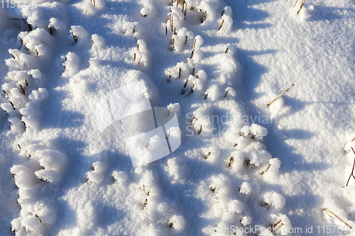 Image of Field in the snow