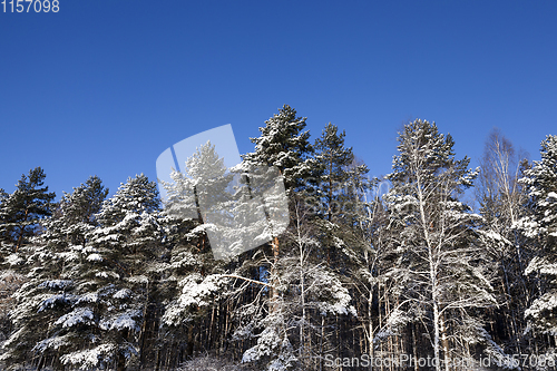 Image of Frost in the trees